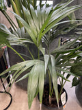 HOWEA FORSTERIANA 20CM