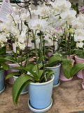 PHALAENOPSIS ORCHID