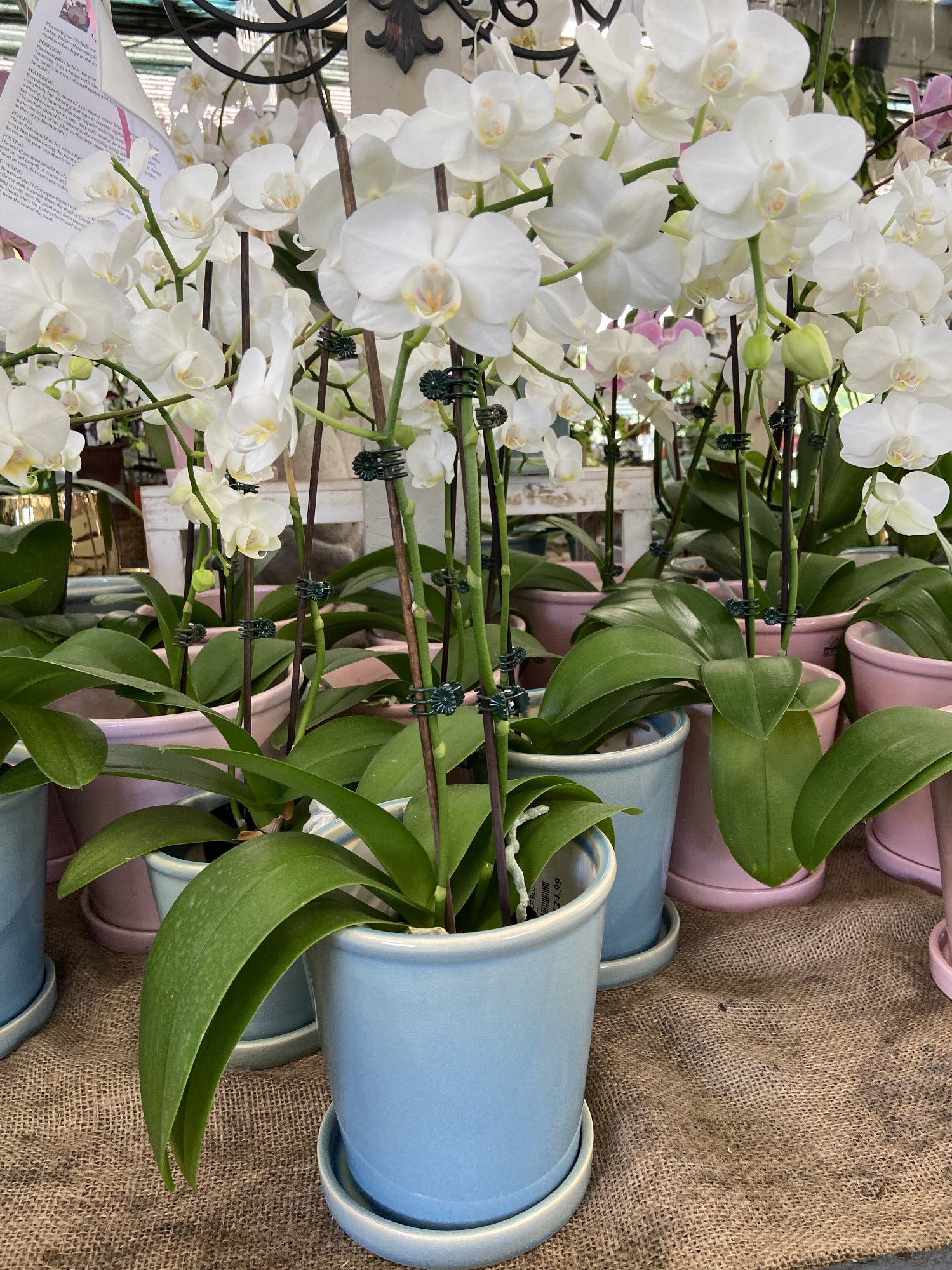 phalaenopsis-orchid-poyntons-nursery