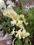 PHALAENOPSIS ORCHID