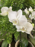 PHALAENOPSIS ORCHID