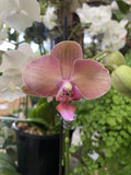 PHALAENOPSIS ORCHID