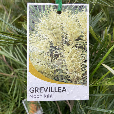 GREVILLEA MOONLIGHT 20CM