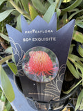 LEUCOSPERMUM SO EXQUISITE TM 14CM 
