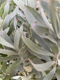 LEUCOSPERMUM SO EXQUISITE TM 14CM 