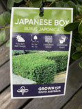 BUXUS MICROPHYLLA JAPONICA 14CM