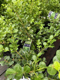 BUXUS MICROPHYLLA JAPONICA 14CM
