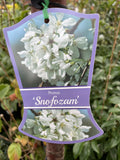 PRUNUS SNOFOZAM 1.8M 40CM 