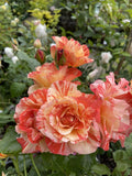 ROSE DELBARD ALFRED SISLEY 20CM 