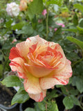 ROSE DELBARD ALFRED SISLEY 20CM 