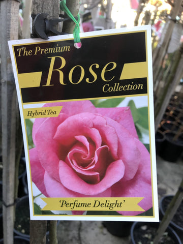 ROSE PERFUME DELIGHT 20CM 