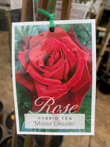 ROSE MR LINCOLN 20CM 