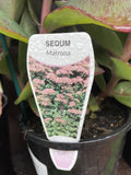 SEDUM MATRONA 14CM