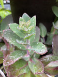 SEDUM MATRONA 14CM