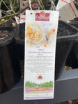 ROSA DELBARD JARDINS DE I'ESSONNE 20CM 