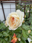ROSA DELBARD JARDINS DE I'ESSONNE 20CM 