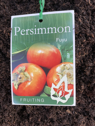 PERSIMMON FUYU BARE ROOT 