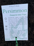 PERSIMMON FUYU BARE ROOT 