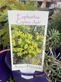 EUPHORBIA COPTON ASH 14CM
