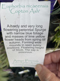 EUPHORBIA COPTON ASH 14CM