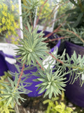 EUPHORBIA COPTON ASH 14CM