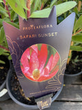 LEUCADENDRON SAFARI SUNSET 17CM