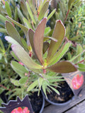 LEUCADENDRON SAFARI SUNSET 17CM