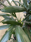 RHAPIS EXCELSA 20CM