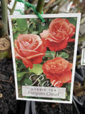 ROSE STANDARD FRAGRANT CLOUD 3FT BARE ROOT 