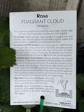 ROSE STANDARD FRAGRANT CLOUD 3FT BARE ROOT 
