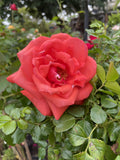 ROSE STANDARD FRAGRANT CLOUD 3FT BARE ROOT 