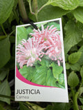 JUSTICA CARNEA 14CM