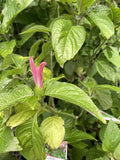JUSTICA CARNEA 14CM