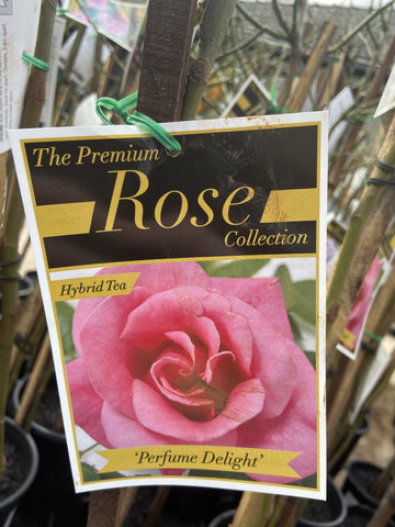 ROSE STANDARD PERFUME DELIGHT 3FT 20CM 