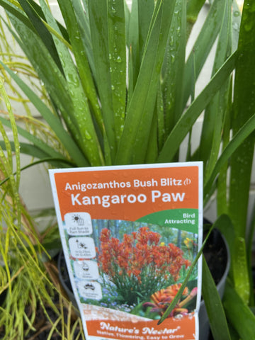 ANIGOZANTHOS BUSH BLITZ 14CM