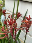 ANIGOZANTHOS BUSH BLITZ 14CM