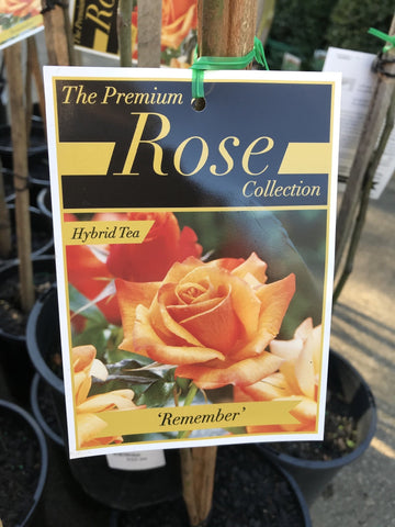 ROSE REMEMBER ME 20CM