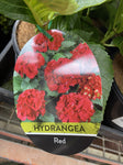 HYDRANGEA RED BALL 17CM 