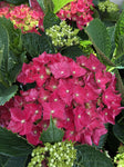 HYDRANGEA RED BALL 17CM 