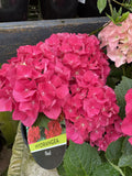 HYDRANGEA RED BALL 17CM 