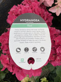 HYDRANGEA RED BALL 17CM 