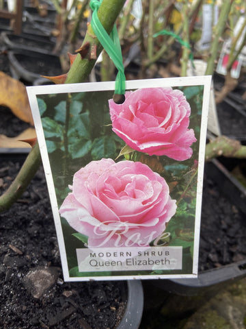 ROSE STANDARD QUEEN ELIZABETH 3FT 20CM 