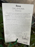 ROSA OKLAHOMA 20CM