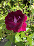 ROSA BURGUNDY ICEBERG 20CM 