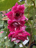 ROSE BURGUNDY ICEBERG 20CM 