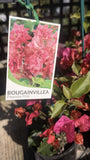 BOUGAINVILLEA 14CM