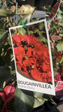 BOUGAINVILLEA 14CM