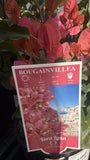 BOUGAINVILLEA 14CM