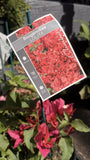 BOUGAINVILLEA 14CM