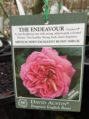 ROSA DAVID AUSTIN THE ENDEAVOUR 20CM 